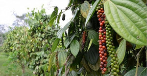 Giá hồ tiêu hôm nay ngày 7/10: Đi ngang