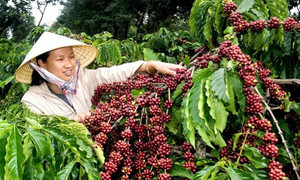 Giá cà phê hôm nay ngày 17/12: Tăng 300 đồng/kg toàn Tây Nguyên