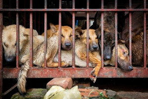 Loại bỏ chó, mèo ra khỏi danh sách động vật được sử dụng làm “thức ăn”