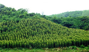 Có được chuyển đất rừng sản xuất sang đất ở không?