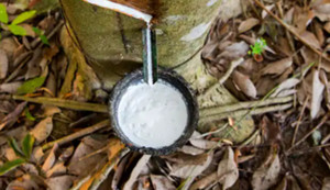 Giá cao su hôm nay 29/1/2021: Vẫn chưa thoát khỏi giai đoạn ảm đạm