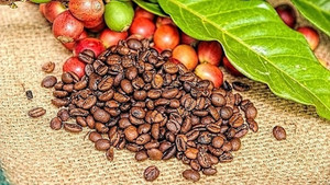 Giá cà phê hôm nay 9/3: Trong nước giảm trung bình 300 đồng/kg